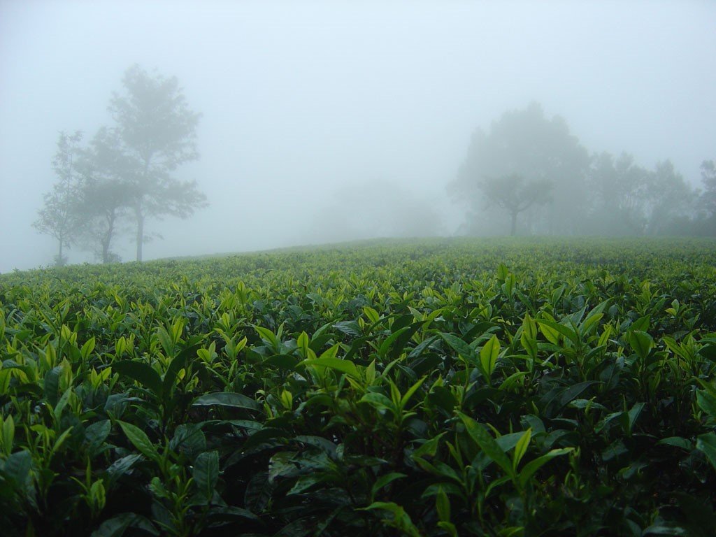 Assam - Black Tea