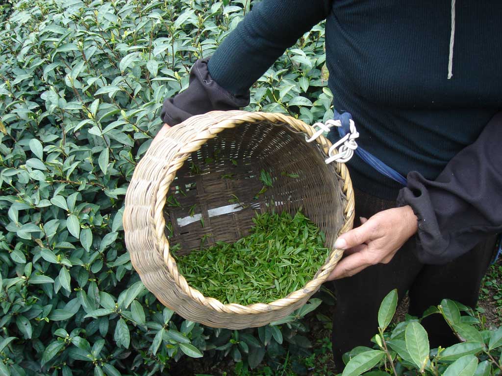 Bai Mudan White Tea